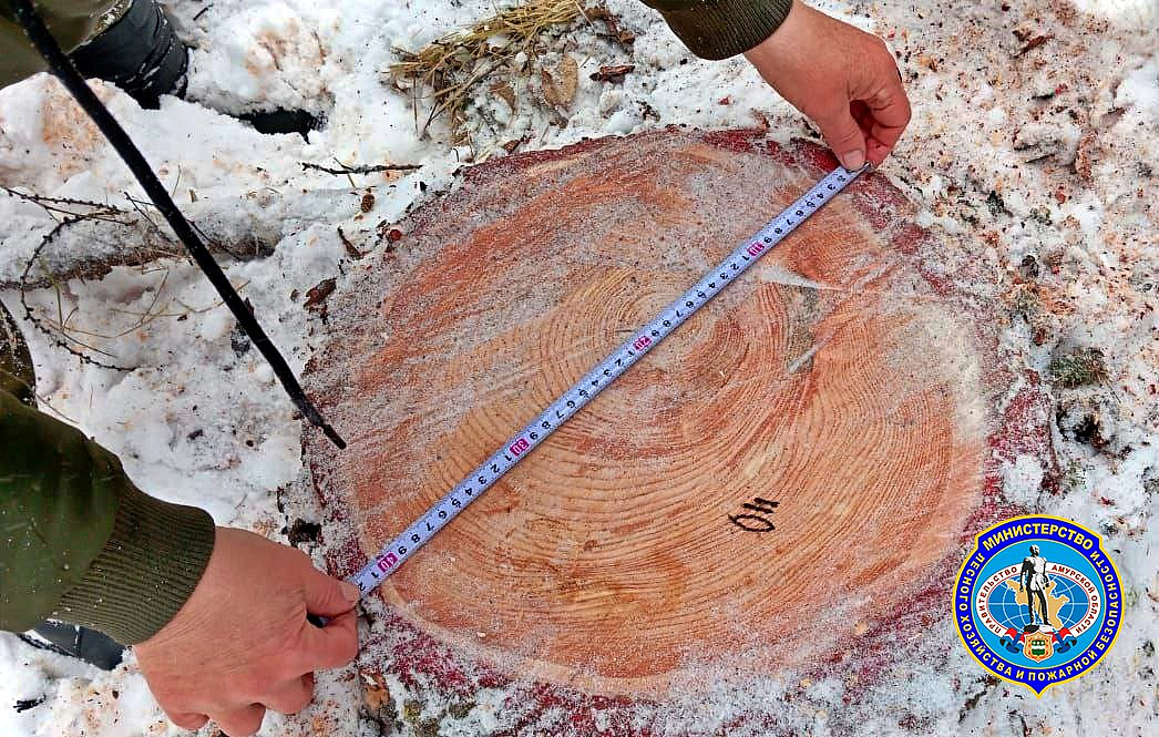 Фото: t.me/amurles