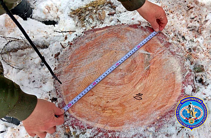 Уголовное дело за спиленные деревья: незаконную рубку леса обнаружили в Сковородинском округе