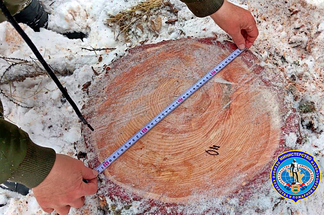 Уголовное дело за спиленные деревья: незаконную рубку леса обнаружили в Сковородинском округе