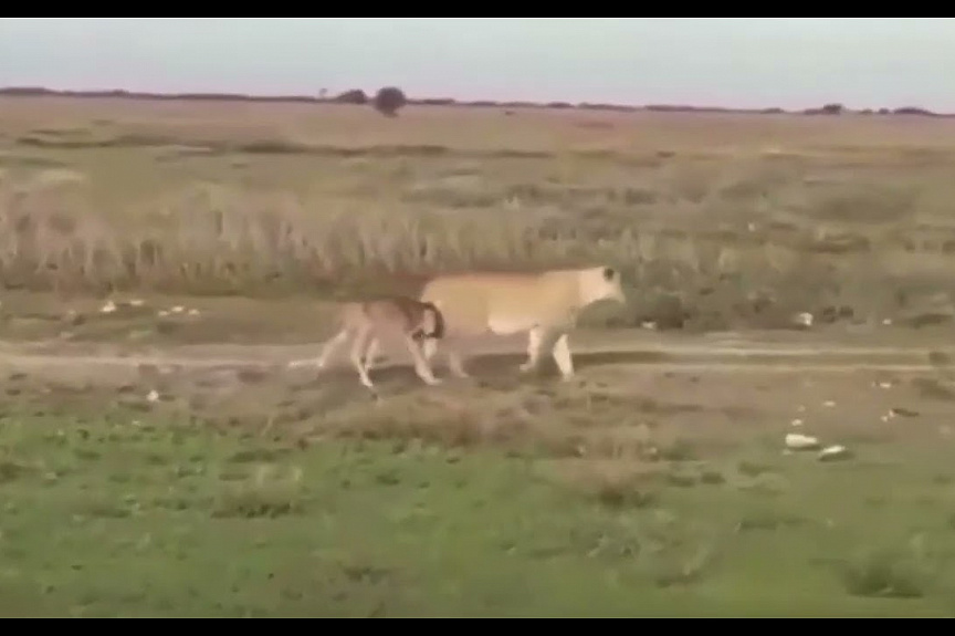 Львица проводила детёныша антилопы до родителей