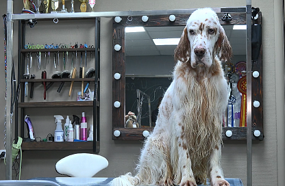 Благовещенка одержала победу в международном конкурсе грумеров