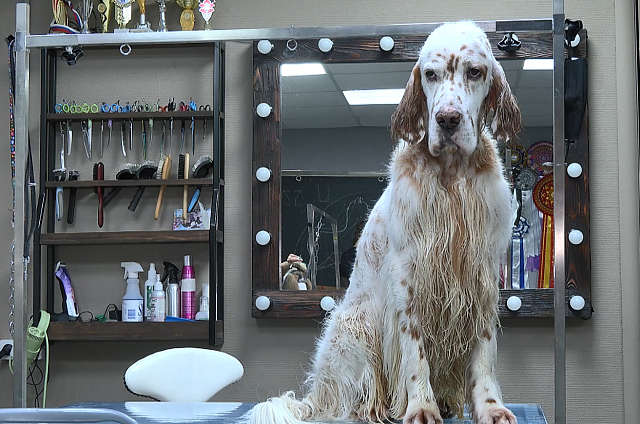 Благовещенка одержала победу в международном конкурсе грумеров