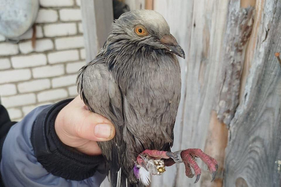 Фото: t.me/ohotaamur28