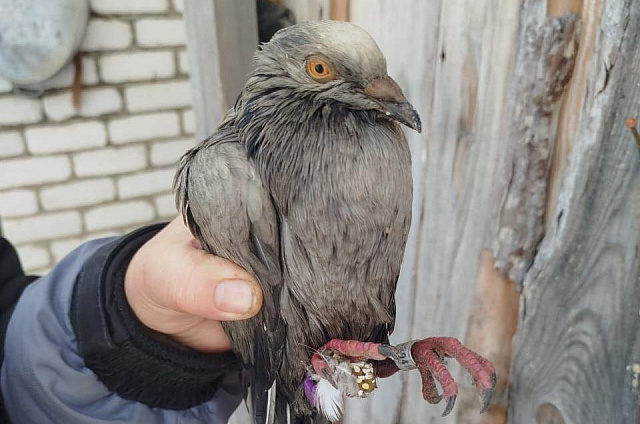 Перепачканного и окольцованного голубя нашли золотодобытчики из Зейского округа