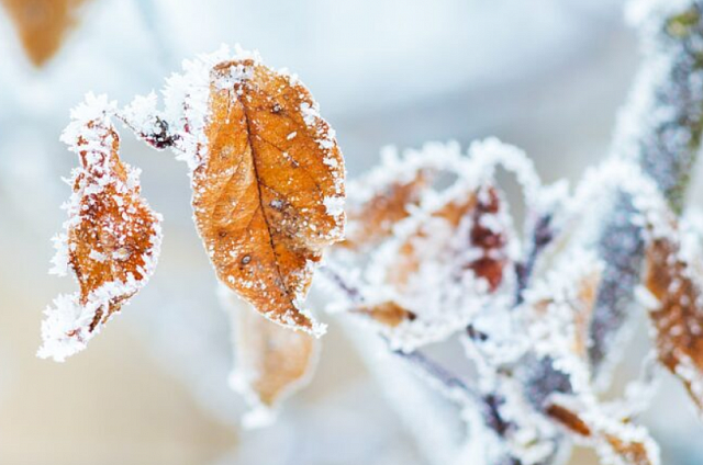 Ночная температура опустится до 22 градусов мороза на северо-западе Приамурья