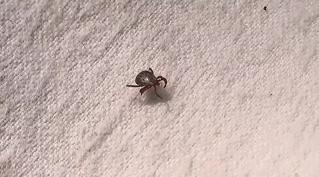 Фото: архив АОТВ