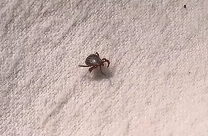 Осторожно, клещи: в Приамурье стартовал сезон активности переносчиков энцефалита