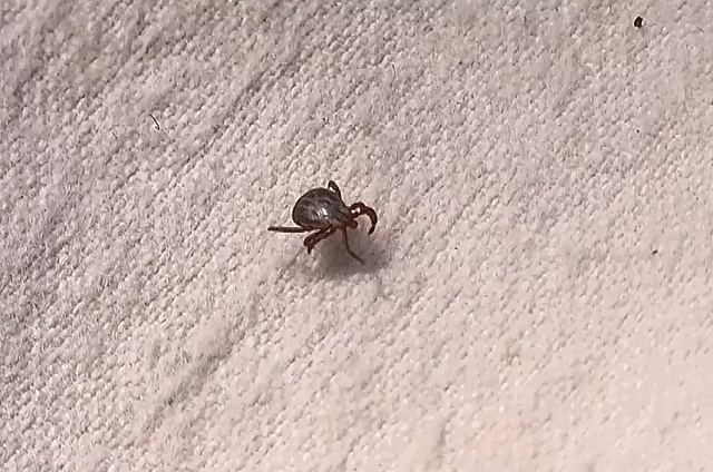 Осторожно, клещи: в Приамурье стартовал сезон активности переносчиков энцефалита