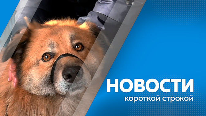 Новости короткой строкой. Реализация программы «Комплексное развитие сельских территорий». В Приамурье завершается вакцинация от бешенства. Василий Орлов принял участие в благотворительной акции «Стань Дедом Морозом». 
