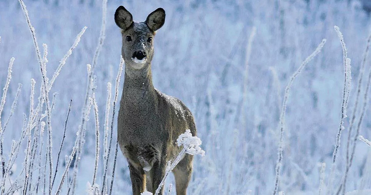 Фото: t.me/ohotaamur28