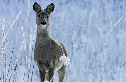 В Свободном спасли молодую напуганную косулю