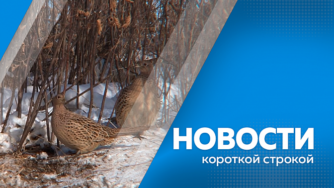 Новости короткой строкой. Форум «АмурЭкспо-2025» пройдет с 22 по 25 мая. Семь амурских компаний примут участие в Харбинской международной торгово-экономической ярмарке. Ямочный ремонт стартовал в столице Приамурья. Режим повышенной готовности.