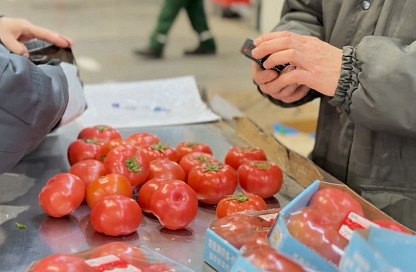 Более 2 тысяч грузовых машин с растительной продукцией прошли фитосанитарный контроль