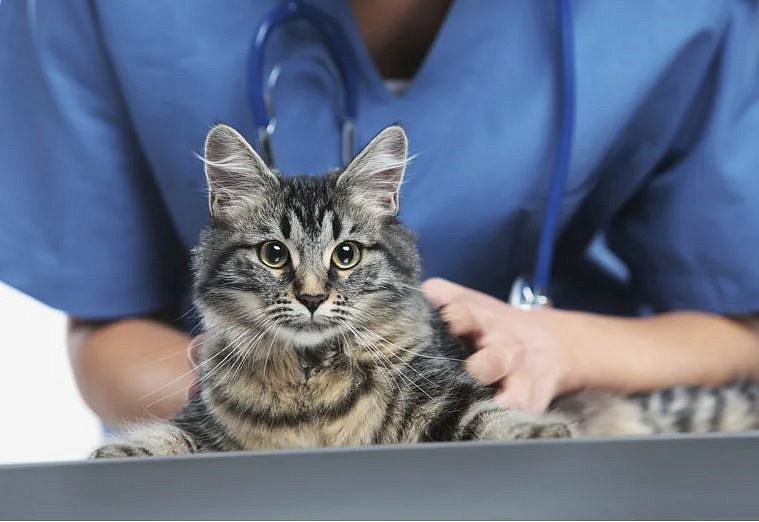 Фото: t.me/vet_ao