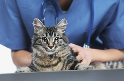 В Приамурье завершается массовая вакцинация животных от бешенства