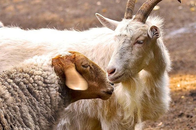 Около сорока амурских коз и овец проверили на чуму мелких жвачных животных в 2026 году