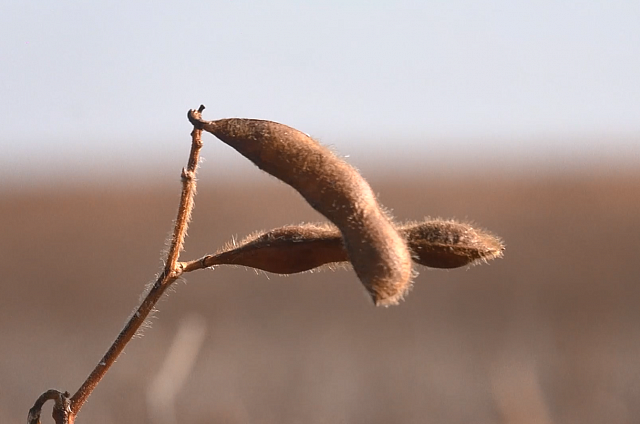 В Приамурье продолжается уборочная кампания сельскохозяйственных культур