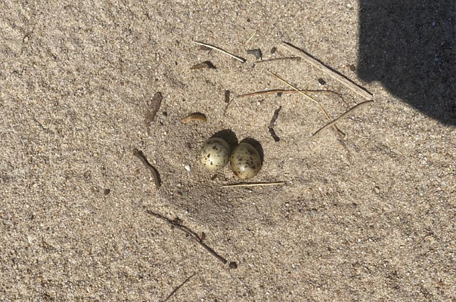 Гнездо сизой чайки обнаружили на песчаной косе реки Зея
