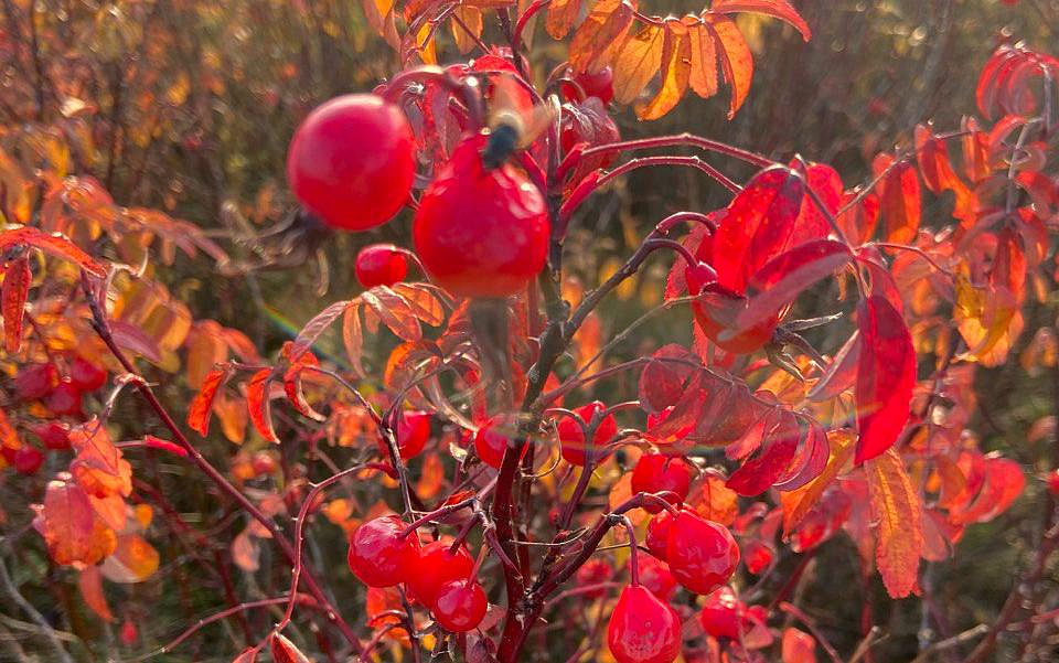 Фото: архив АОТВ
