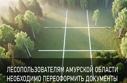 Лесные участки в Приамурье больше нельзя использовать частями без кадастрового учёта