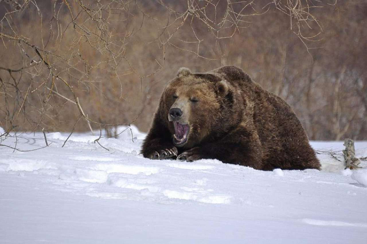 Зимняя спячка медведя или почему медведь сосет лапу