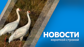 Количество автобусных рейсов по мосту Благовещенск – Хэйхэ планируют увеличить. Свыше 150 амурских ветеранов СВО прошли диспансеризацию. Амурские молодые аграрии получили от государства выплаты от 400 до 800 тысяч рублей.