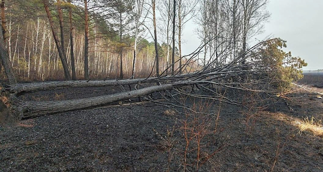 Фото: Амурский центр ГЗ и ПБ