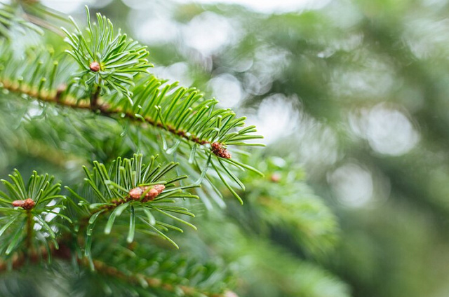 До двух лет тюрьмы может получить тындинец за то, что спилил сосну во дворе многоквартирного дома