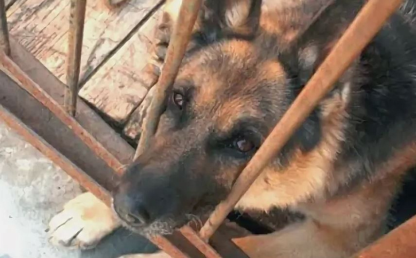 Фото: t.me/vet_ao