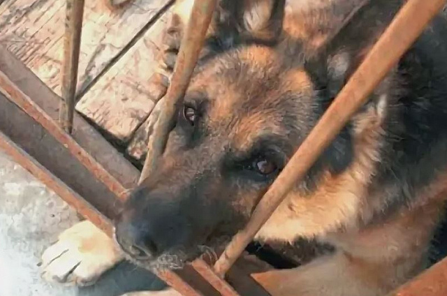 За нападение своей овчарки на женщину с маленьким ребёнком и собакой рублём ответит амурчанка