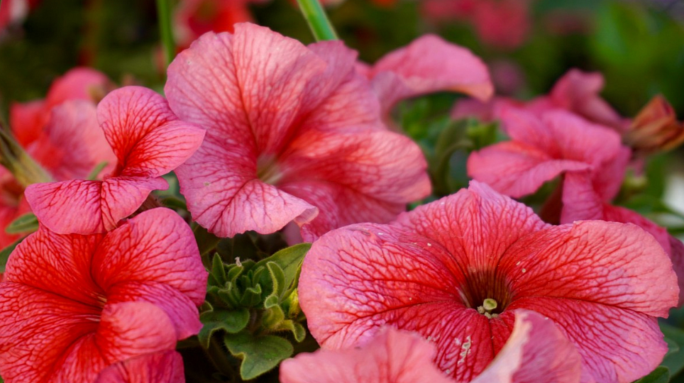 Фото: pxhere.com