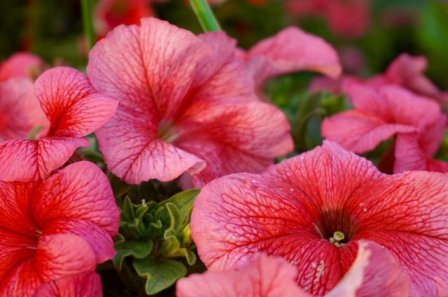 Львиный зев, туи в кашпо и котовник: что этим летом украсит Благовещенск