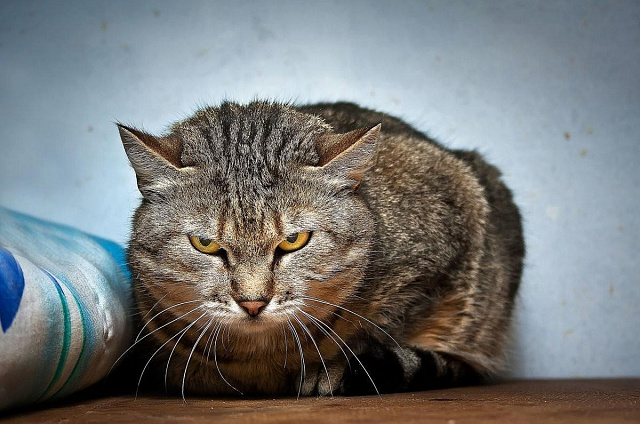 В селе Украинка Серышевского округа введён карантин по бешенству: здесь заболел домашний кот