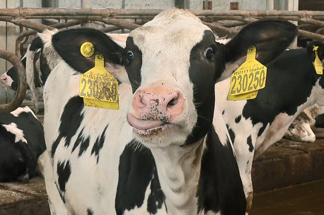 Четыре крупных инвестпроекта в сфере молочного животноводства планируют реализовать в Приамурье в ближайшие годы