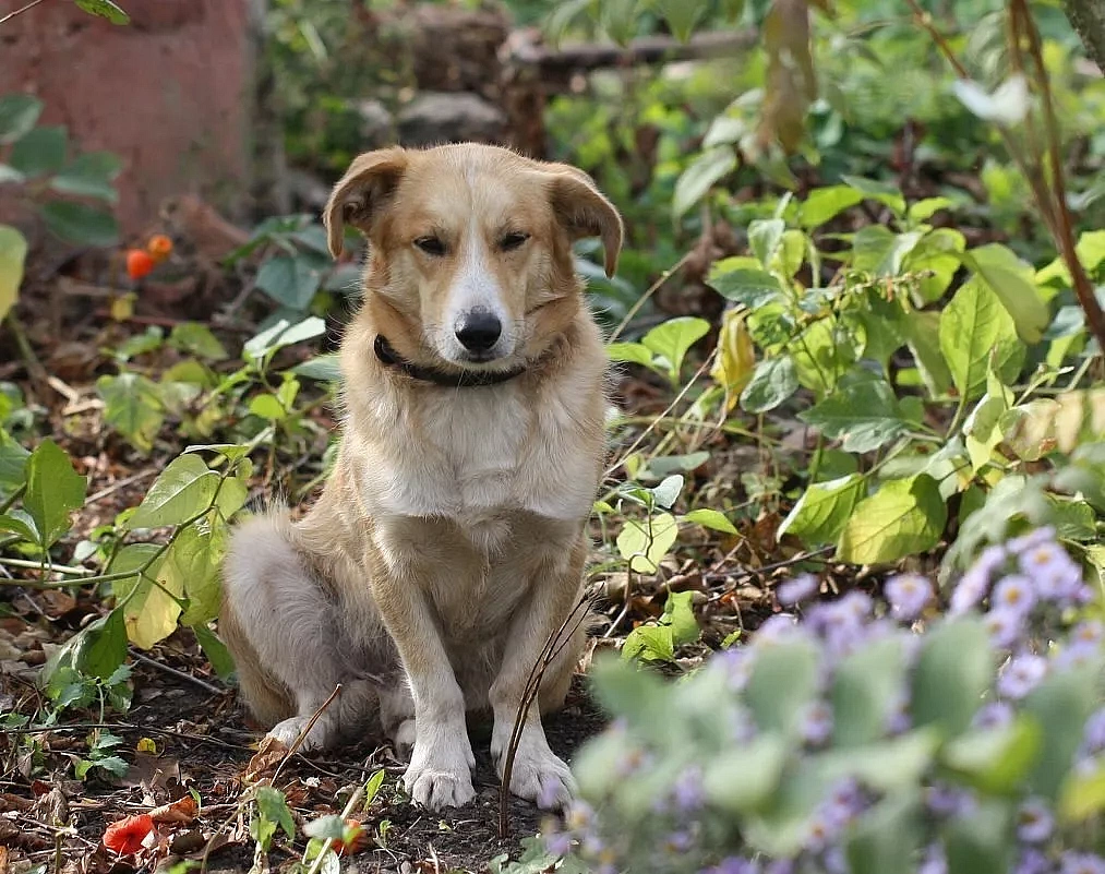 Фото: t.me/vet_ao