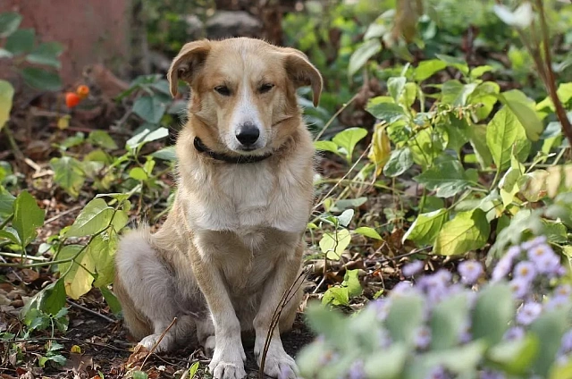 Житель Приамурья получил срок за расстрел собаки из ружья на глазах у детей