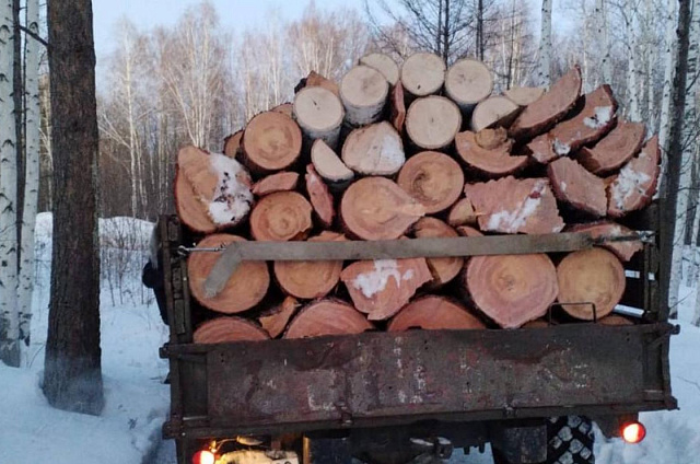 Суд оштрафовал «чёрного лесоруба»: долг амурчанина за незаконную вырубку составил 900 тысяч рублей