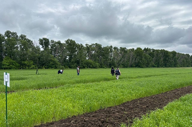 Сварщики, повара и агрономы Приамурья поборются за звание лучшего