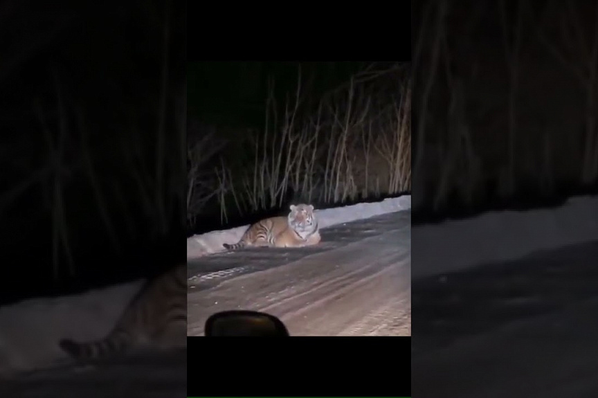 Тигр на дороге