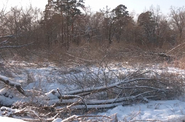 В Левашовской роще вырубили деревья