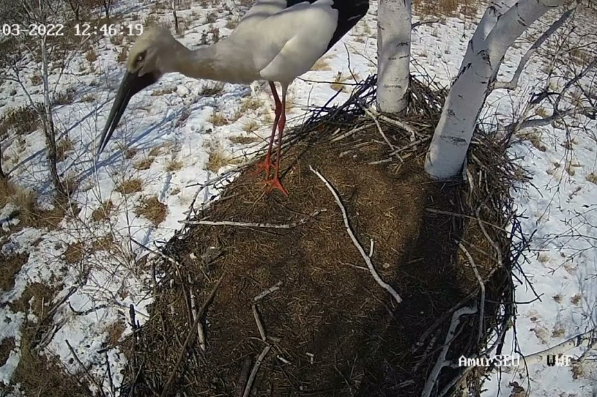 Аист занимает территорию