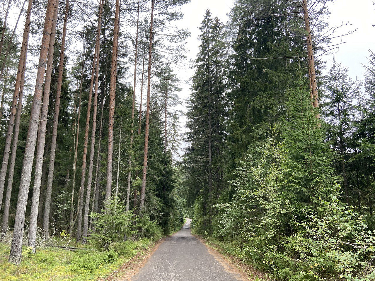 Амурские леса фото Амурские лесхозы проводят агротехнические уходы за посадками