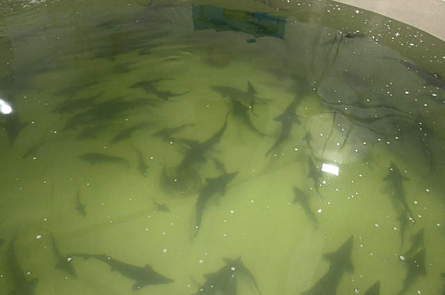 В Приамурье открылась первая ферма, на которой разводят сразу несколько видов рыб