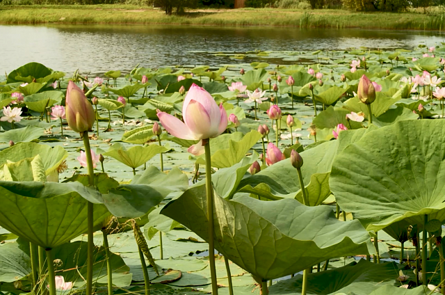 В пригороде Благовещенска может появиться новое озеро лотосов