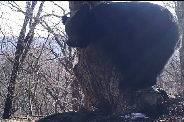 В Приморье проснувшиеся медведи «обменялись сообщениями» с собратьями