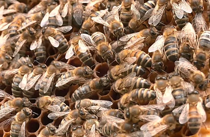 С мёдом и заботой: участник СВО из Приамурья благодаря господдержке расширил пасеку