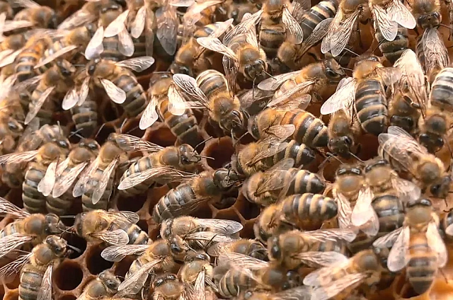 С мёдом и заботой: участник СВО из Приамурья благодаря господдержке расширил пасеку