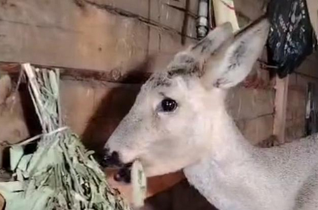 Охотовед Симоновского заказника выходил раненую беременную косулю