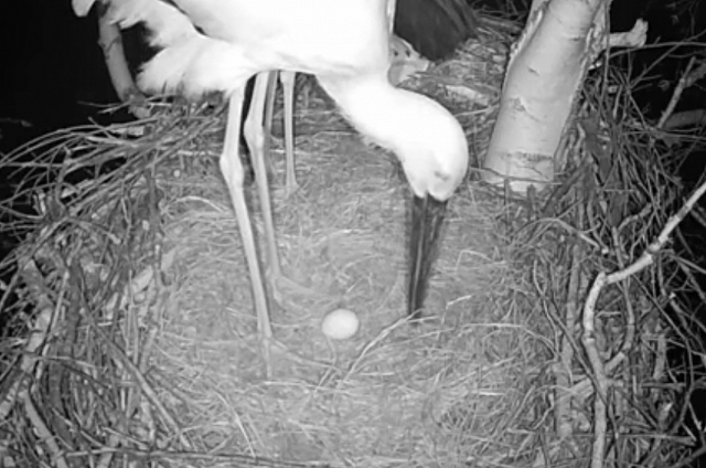 В гнезде аистов из Березовского заказника появилось первое яйцо