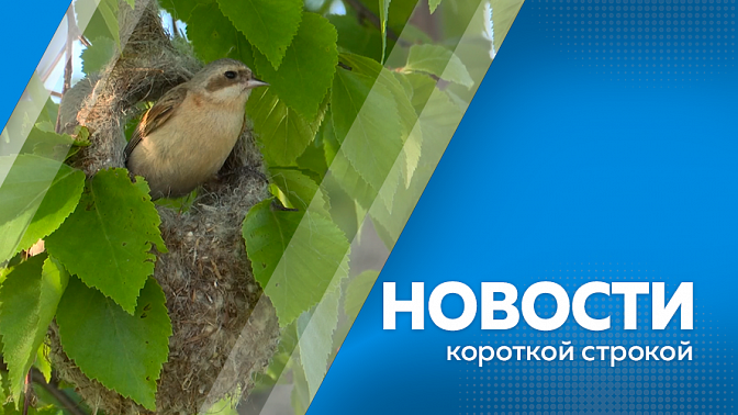 Новости короткой строкой. Очный отборочный тур кадровой программы «Герои своего времени» состоится 31 мая. Самые искусные гнездостроители Приамурья приступили к строительству своих домов. 18 частных домов в Белогорске будут расселены из-за строительства п